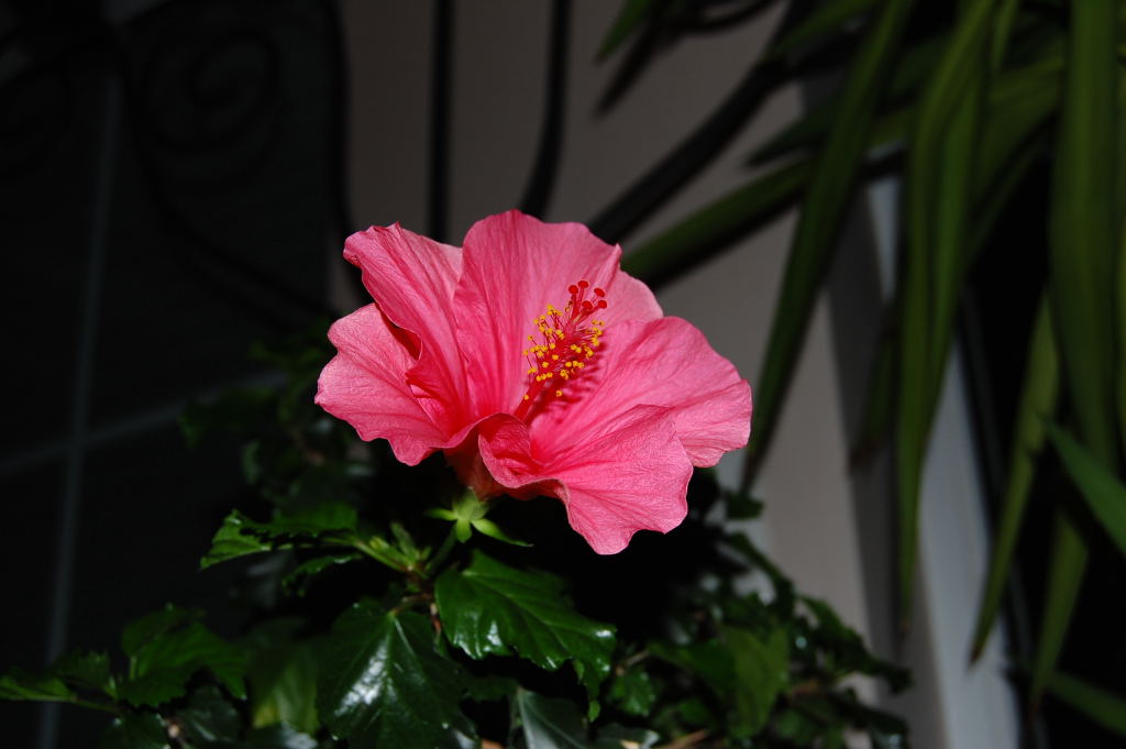 Schöne Blüte