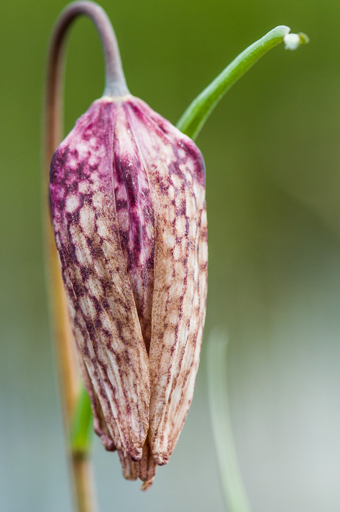 Schachbrett Blume