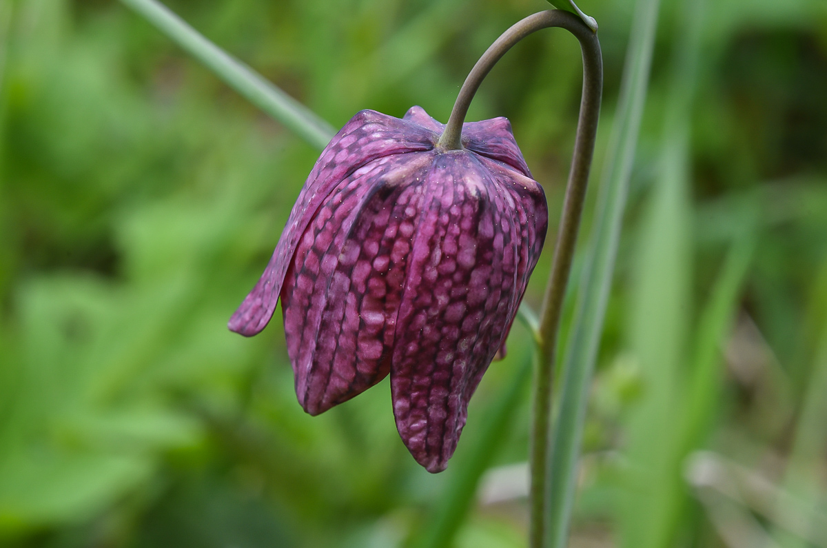 Schachbrettblume 1 (1 von 1).jpg