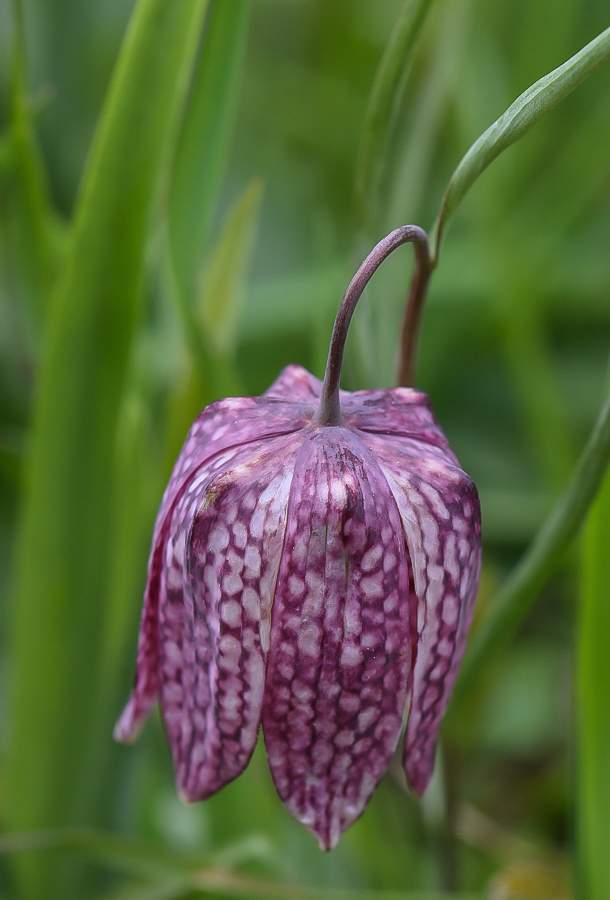 Schachbrettblume 2 (1 von 1).jpg