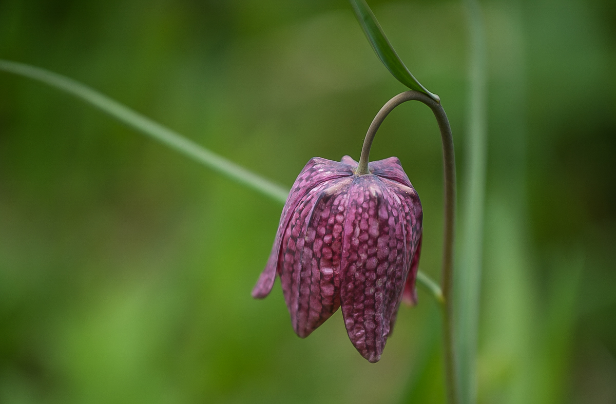 Schachbrettblume 3 (1 von 1).jpg