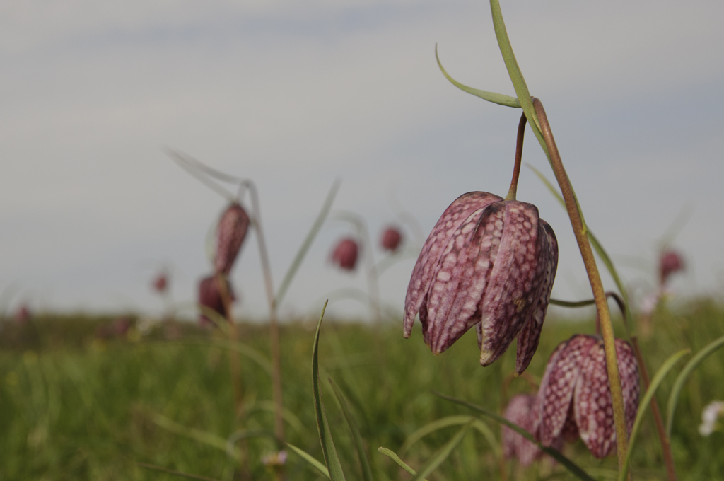 Schachbrettblume 4