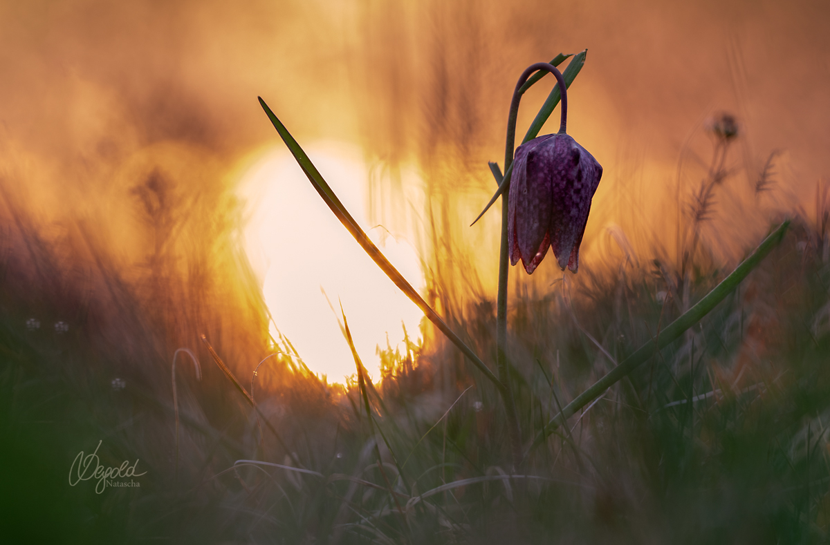 Schachbrettblume (Fritillaria meleagris)