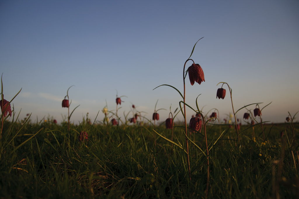 Schachbrettblumen Abends 02