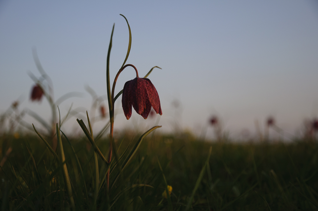 Schachbrettblumen Abends 04