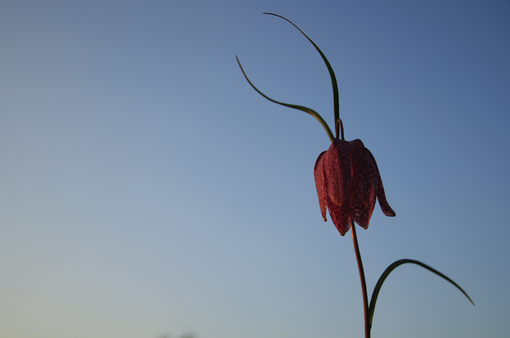 Schachbrettblumen Abends 07