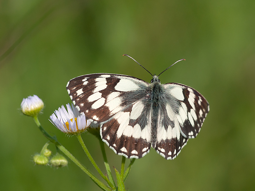 Schachbrettfalter 2012 06 30 02