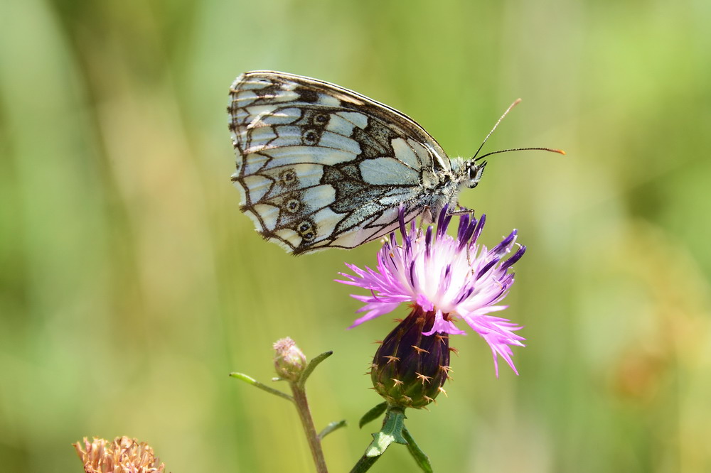 Schachbrettfalter besucht Flockenblume
