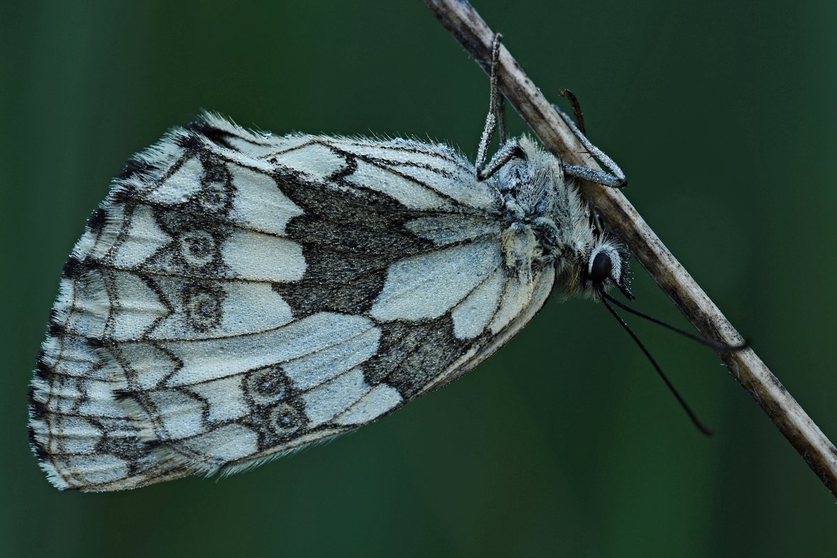 Schachbrettfalter (M.) in Schlafposition IIII.jpg