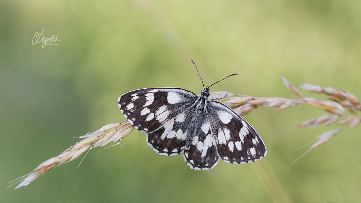 Schachbrettfalter (Melanargia galathea)