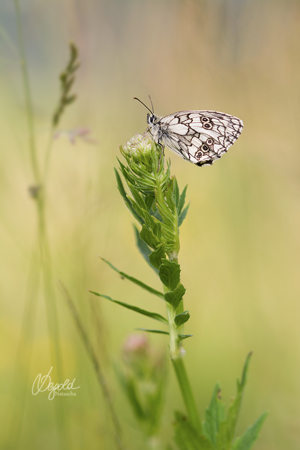 Schachbrettfalter (Melanargia galathea)