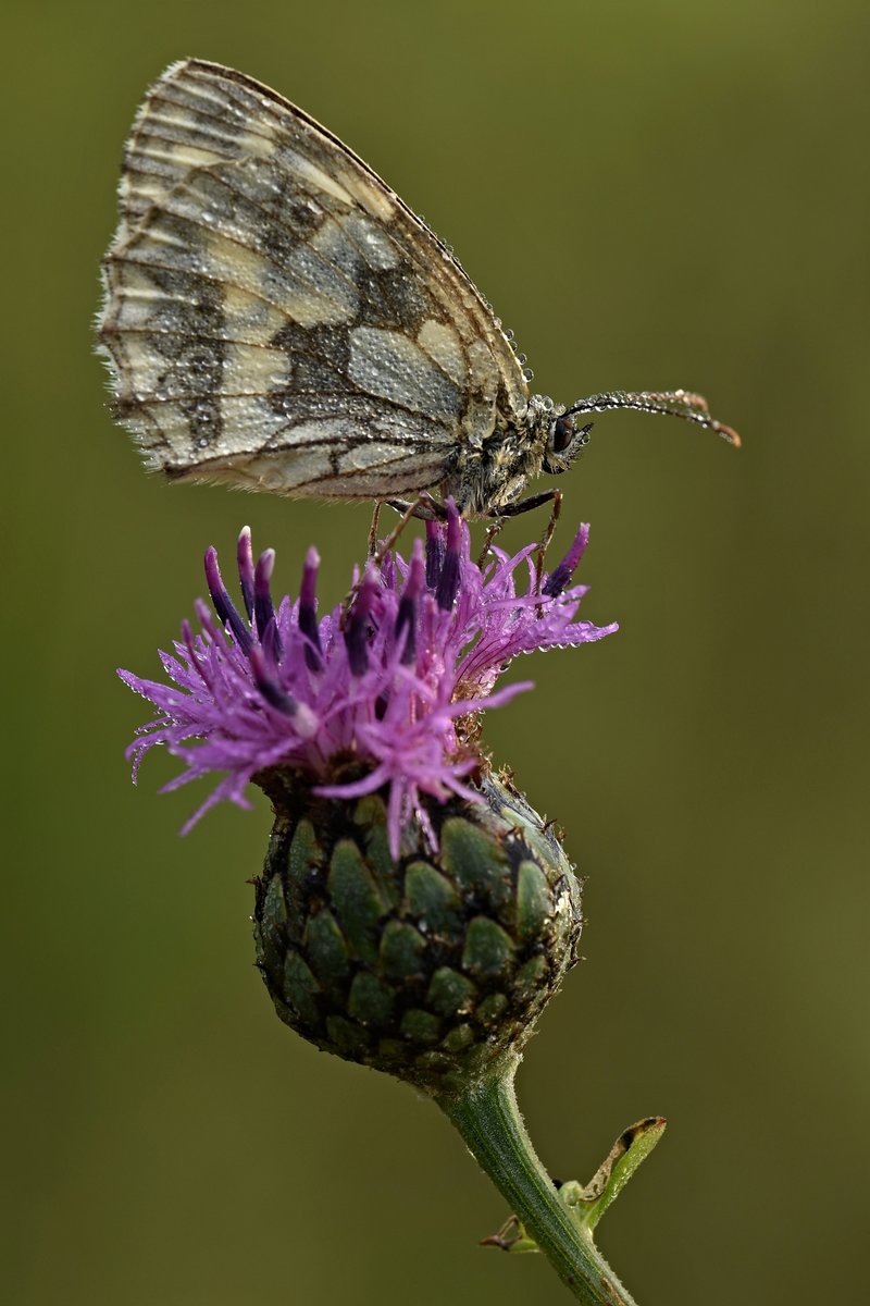 Schachbrettfalter (W.) auf Flockenblume II.jpg