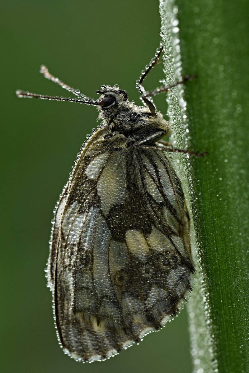 Schachbrettfalter (W.) schläft auf Schilfhalm.jpg