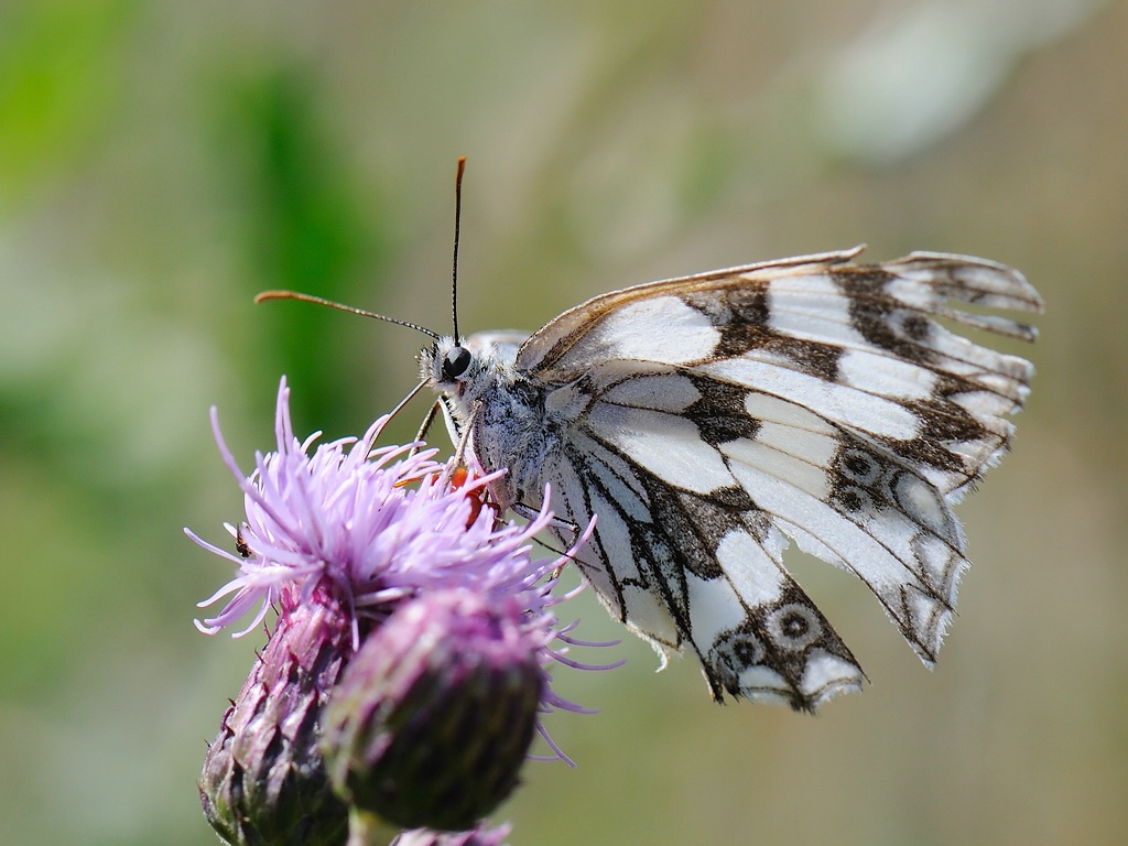 Schachbrettfalter