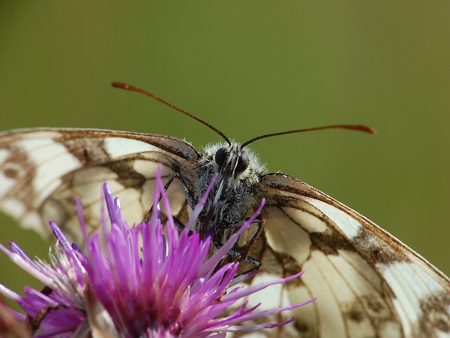 Schachbrettfalter