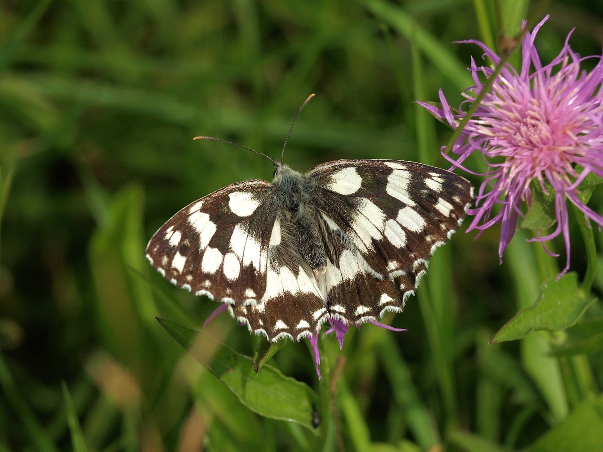 Schachbrettfalter