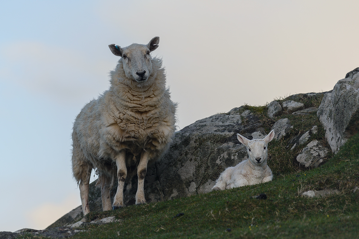Schaf mit Lamm Schottland 2016