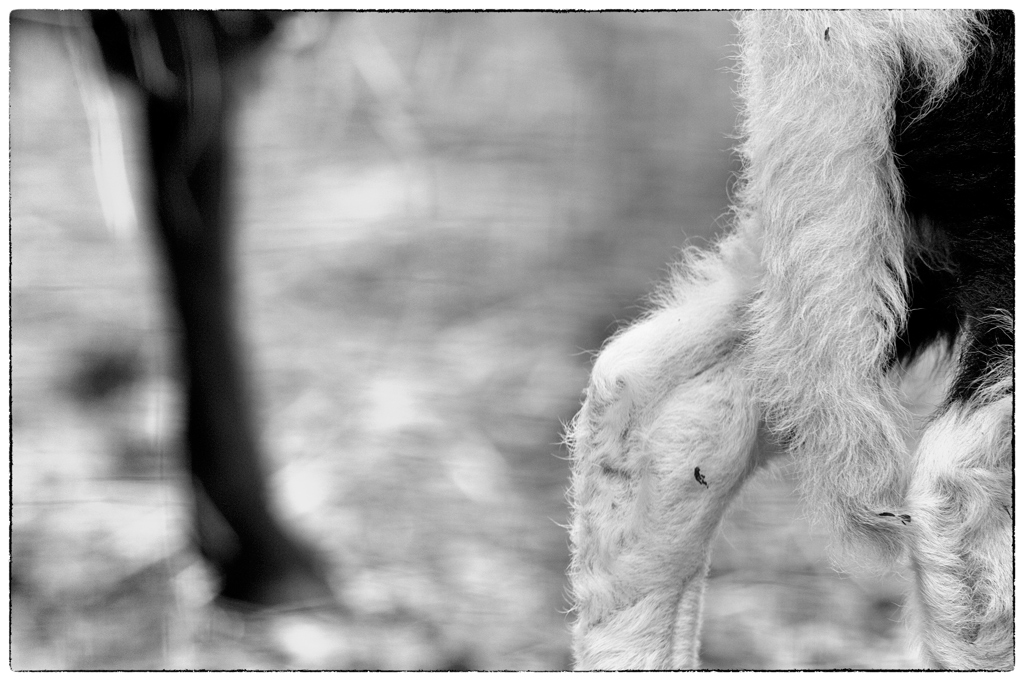 SchafDSC 8819