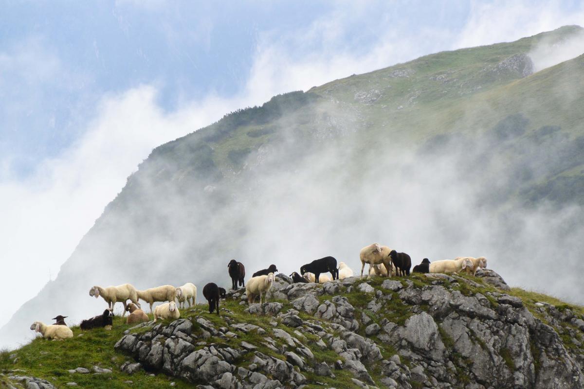 Schafe am Ochsenriedl
