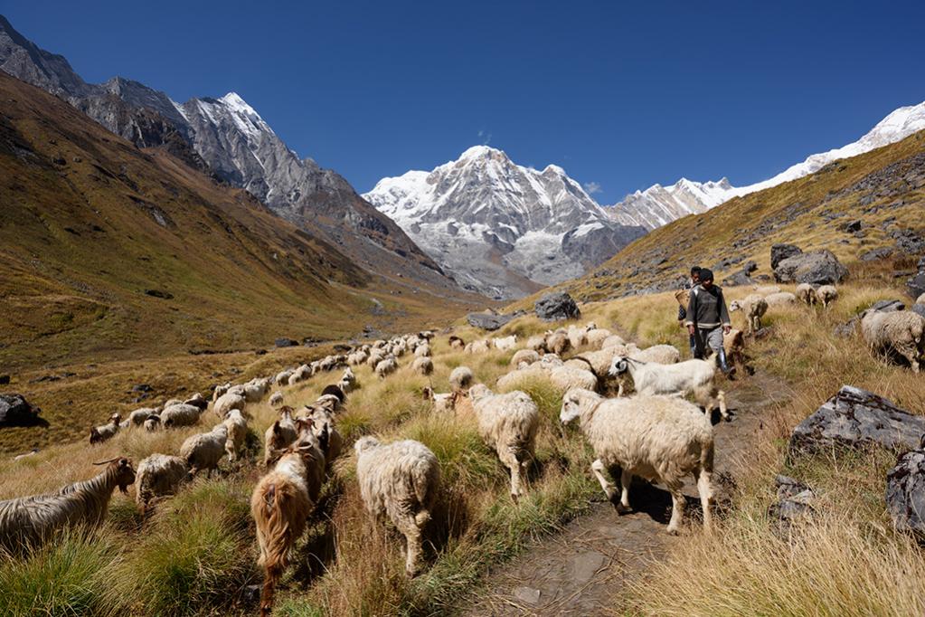 Schafe Annapurna South klein