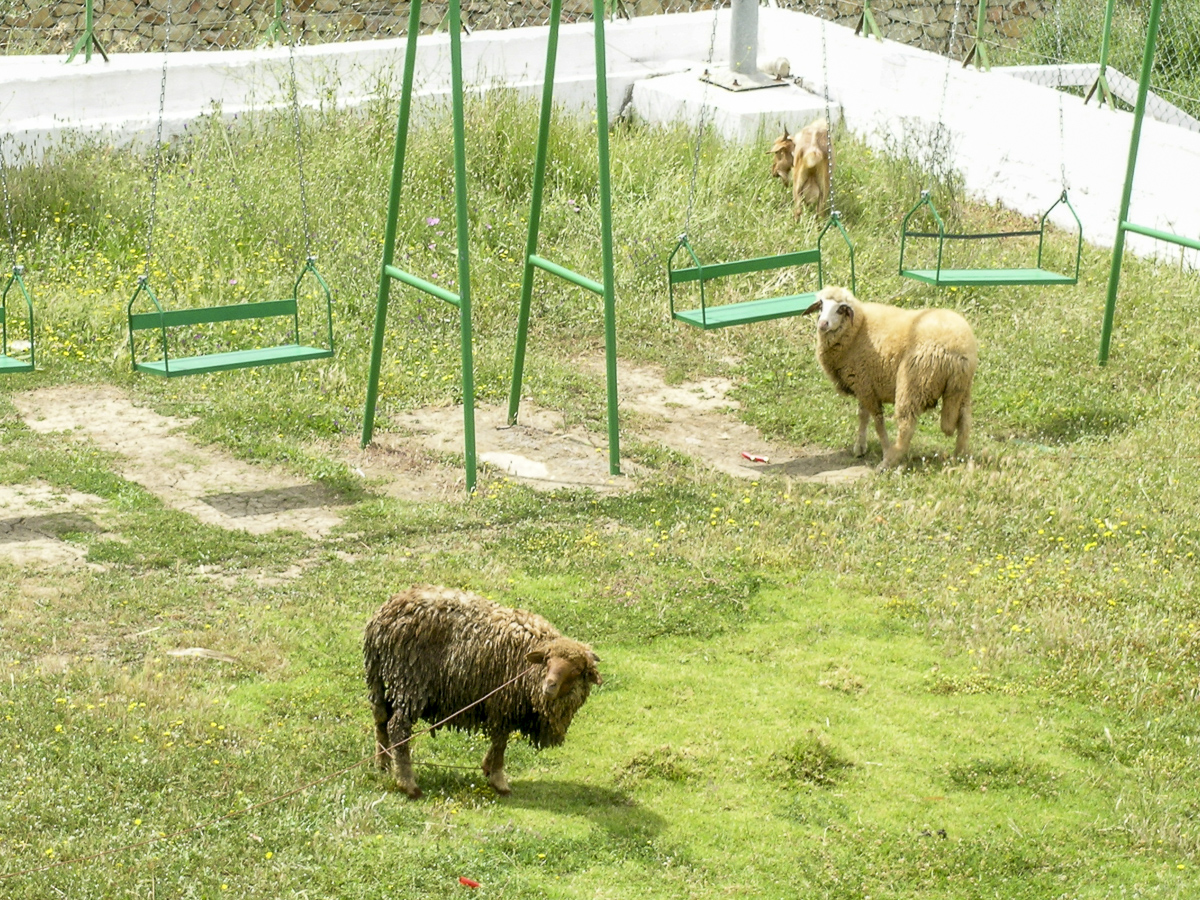 Schafe Marocco.jpg