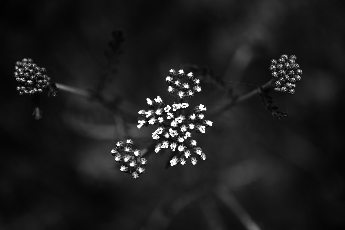 Schafgarbe BW.jpg