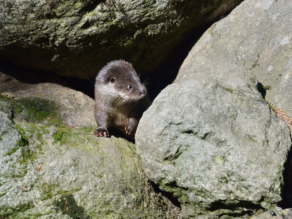 Scharfer Beobachter