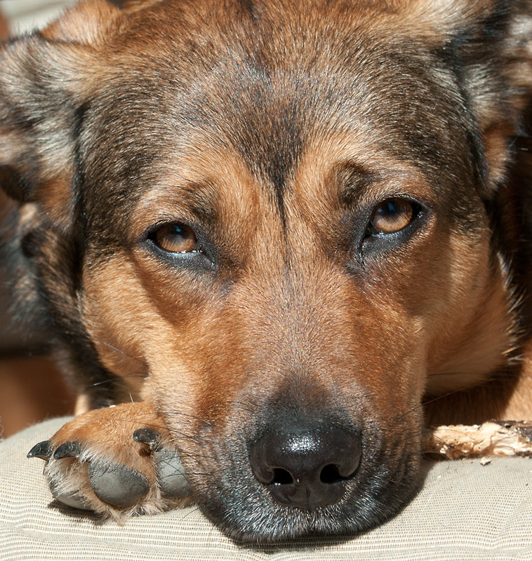scharfer Hund