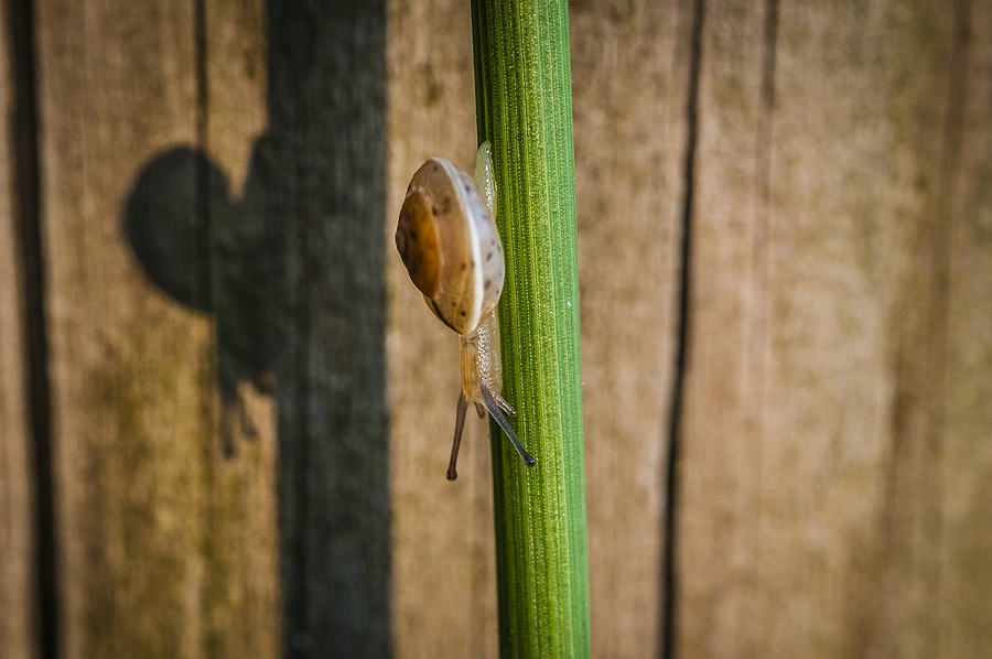 Schatten-Schnecke