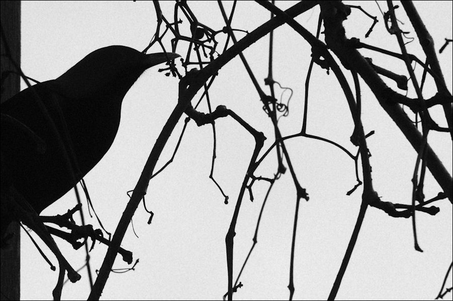 schattenamsel 8375