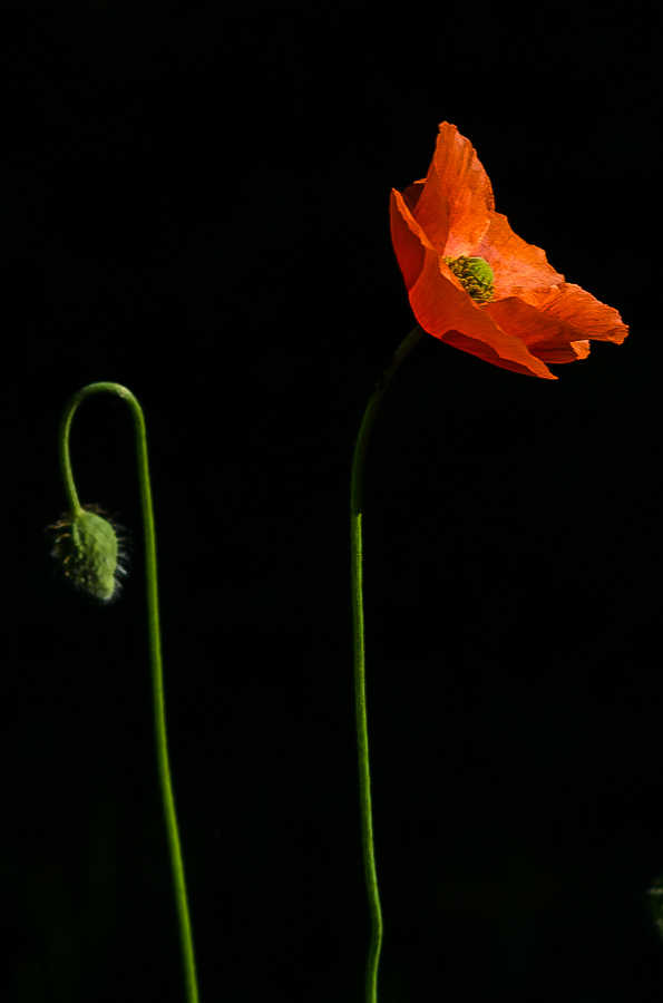 Schattenmohn 2 (1 von 1).jpg