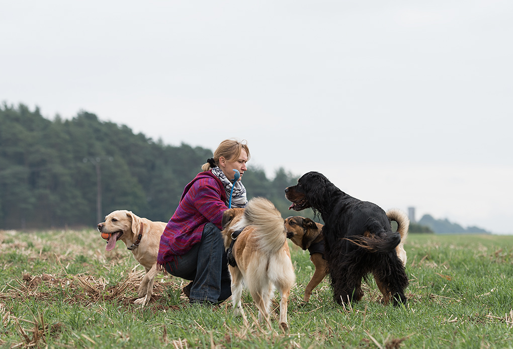Schatzy und die Hunde
