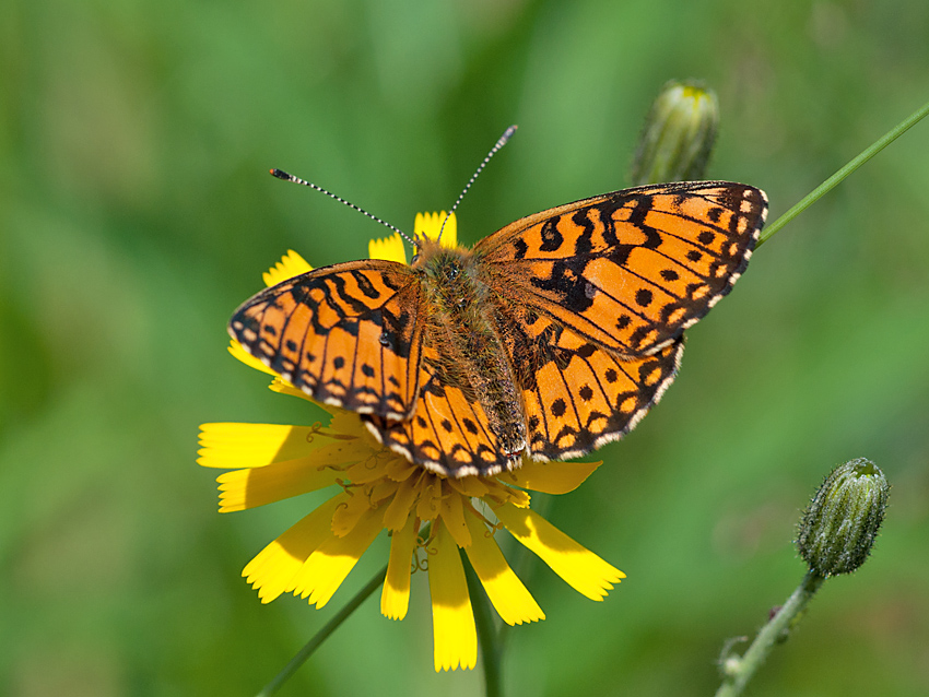 Scheckenfalter 2012 07 05 003