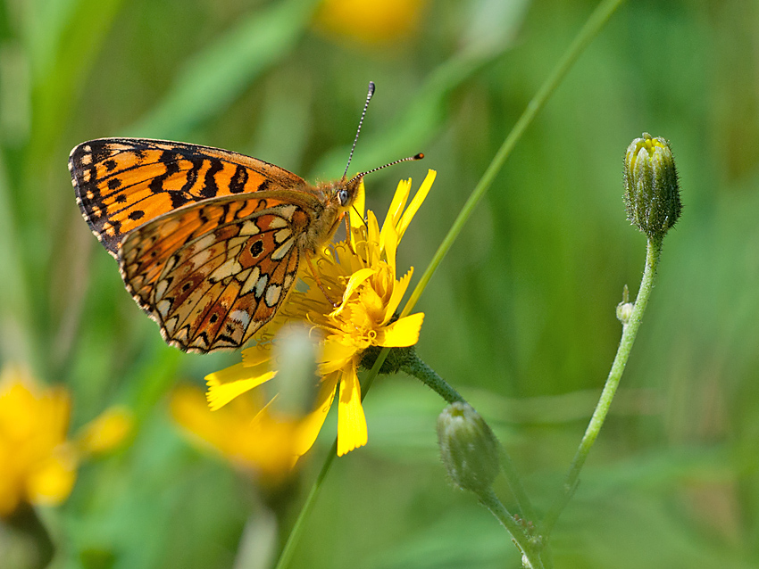 Scheckenfalter 2012 07 05 004