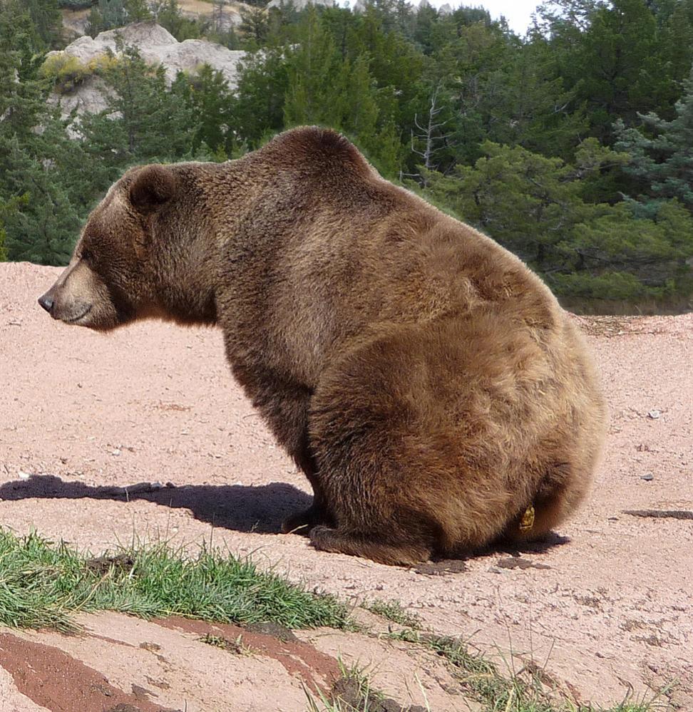 Scheiß Bär ( Grizzly)