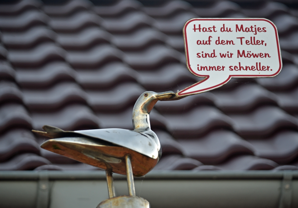 schild_moewe.JPG