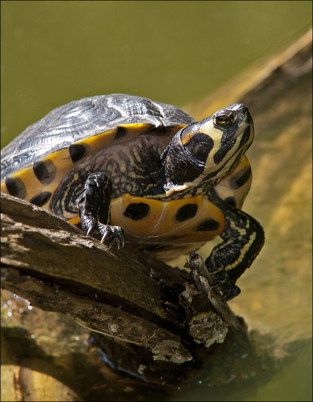schildkröte
