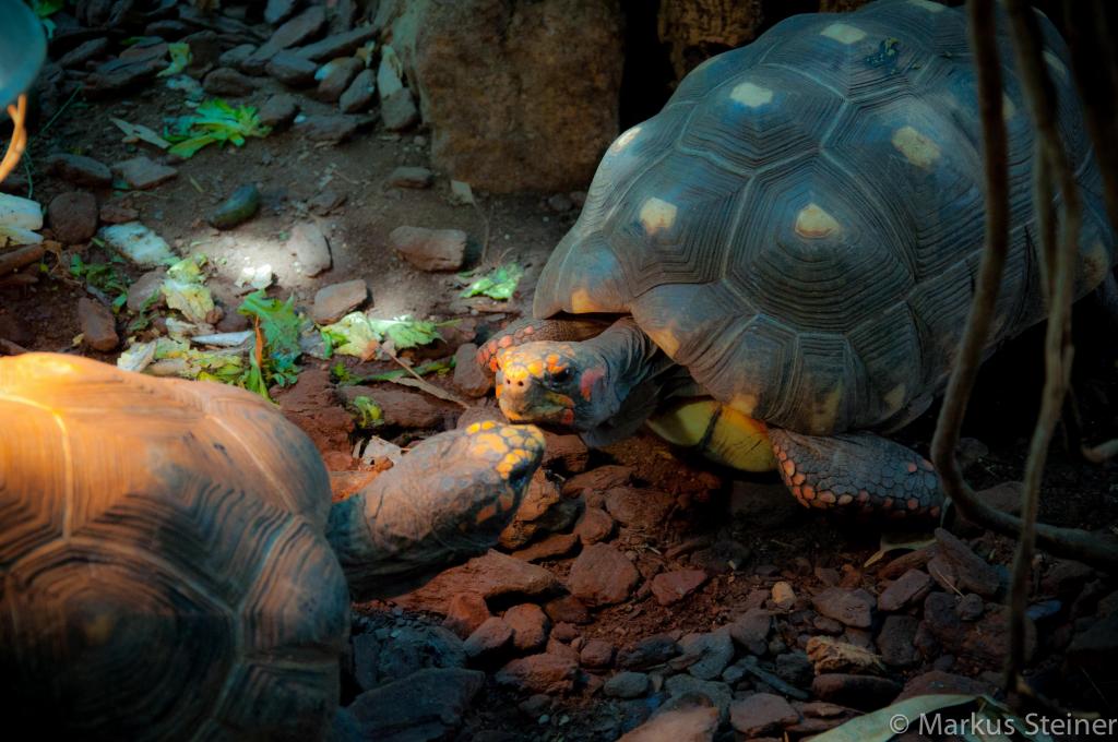 Schildkröten im Haus des Meeres Wien