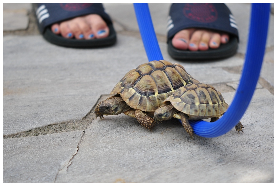 Schildkrötenolympiade - Hürdenlauf