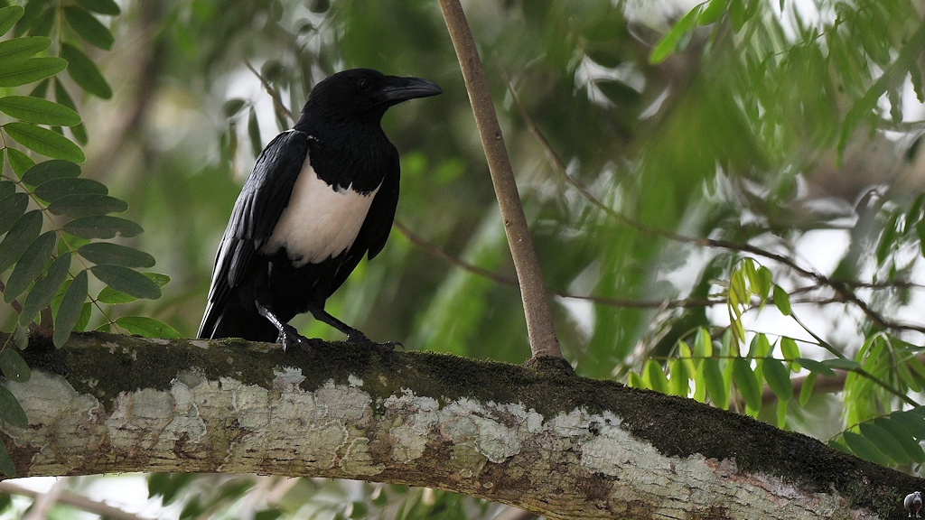Schildrabe (pied crow)
Tai 

s310 Tai Pied Crow 6706