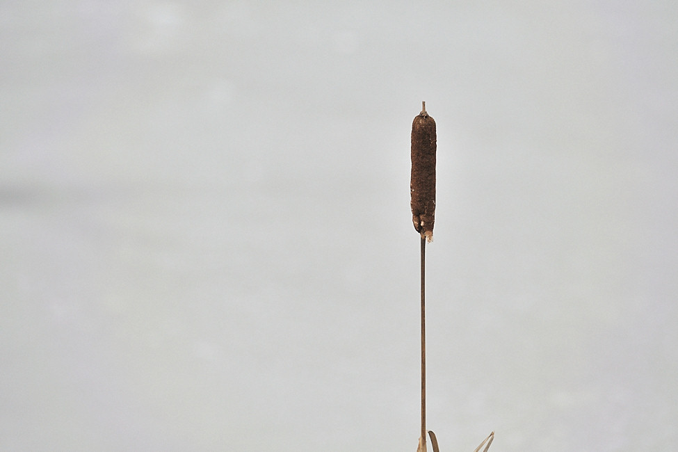 Schilf - 12/2009 -