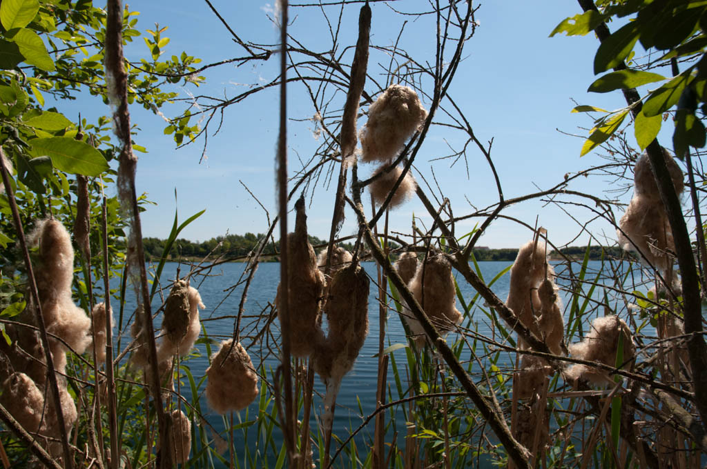 Schilf am Kulkwitzer See