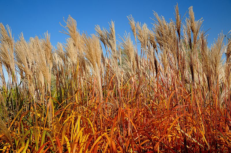 Schilf im Herbst