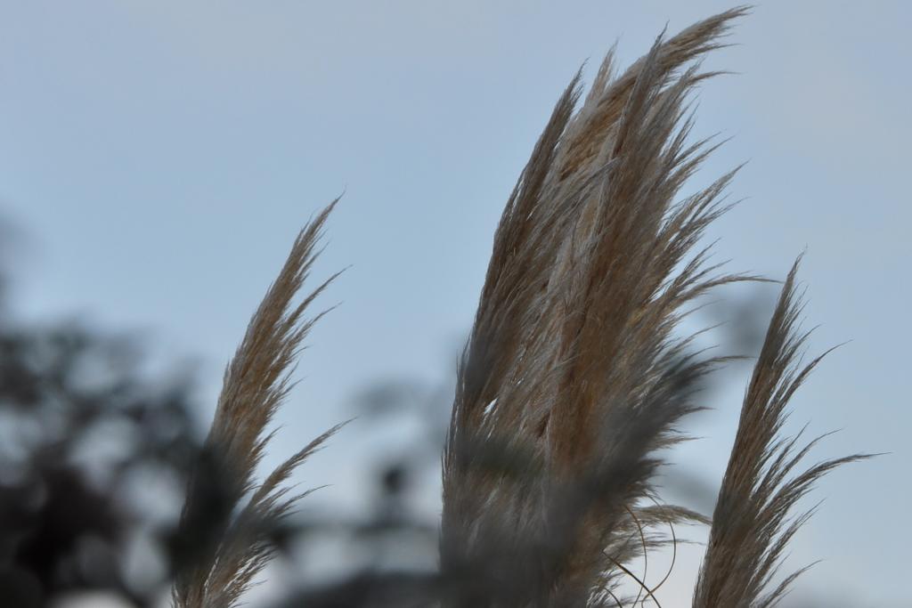 Schilfgras im Wind
ISO 200
105 mm
1920 x 1280
1/200
F 10
WB Auto