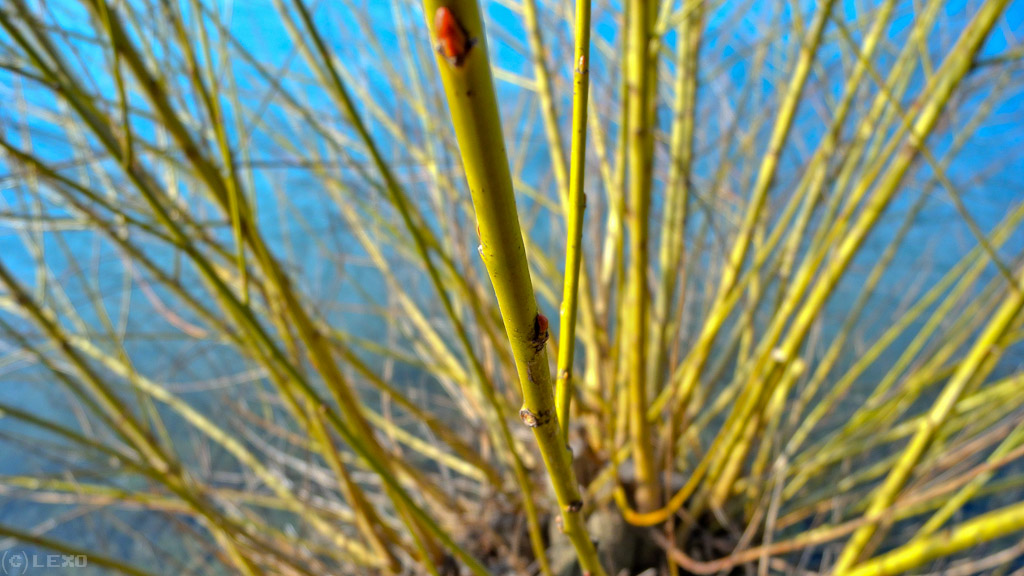 Schilfrohr / Macro