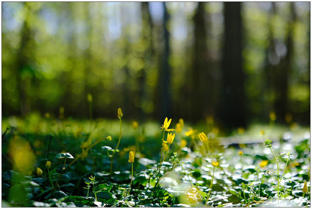 Schilksee – Frühling und Freudentränen im Wald © 2024 Sabine Lommatzsch