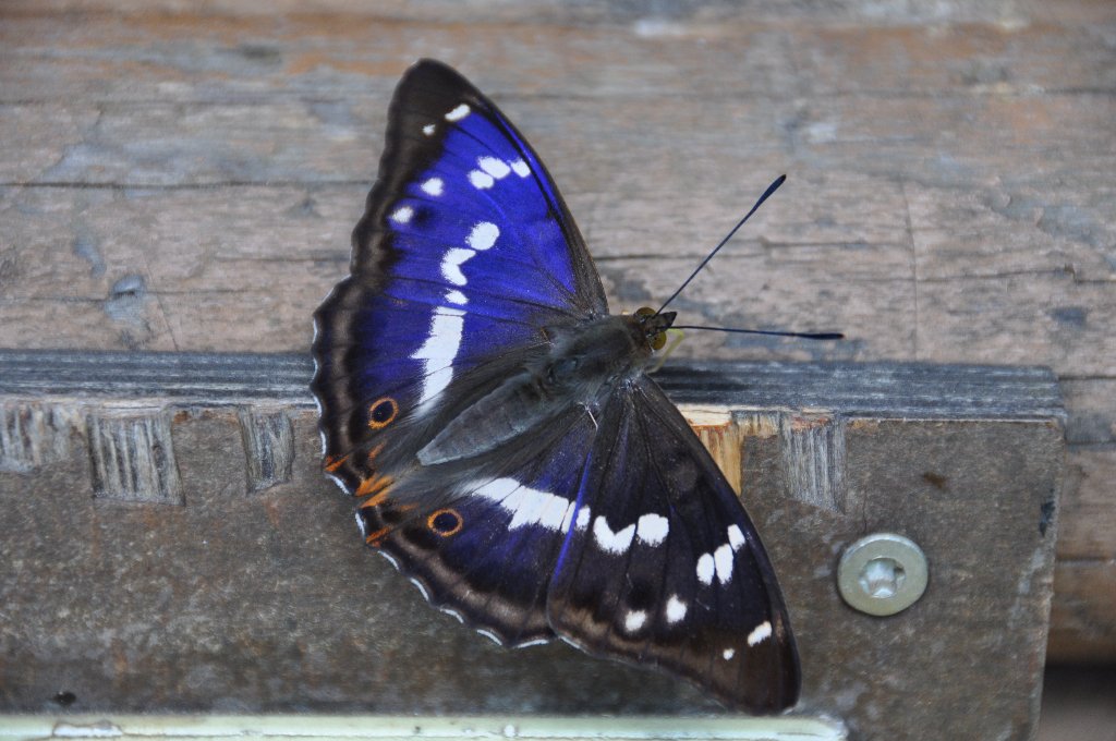 Schillerfalter_Apatura Iris
