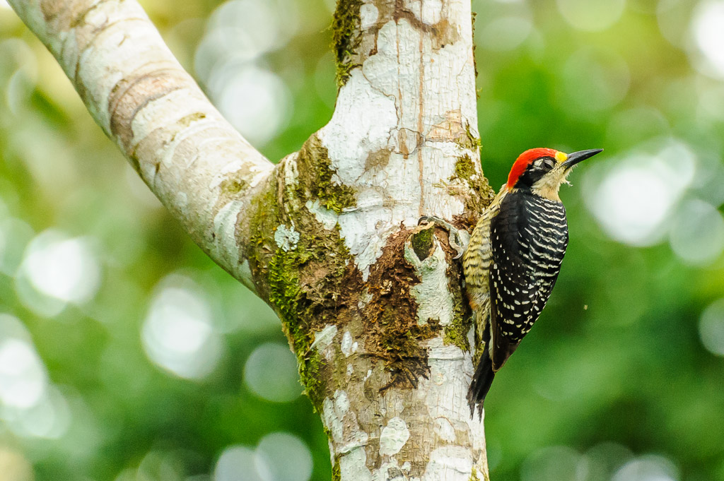 Schläfenfleckspecht - Costa Rica

Black-cheeked Woodpecker, Melanerpes pucherani, Picidae, Woodpeckers