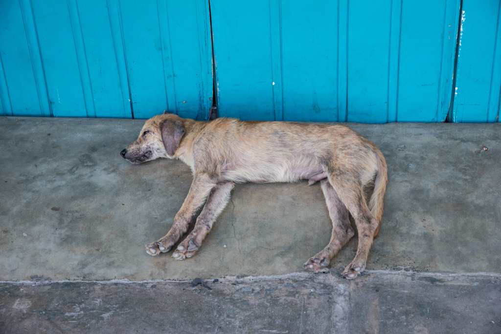 schlafender Hund in Iquitos - Peru