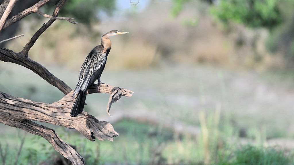 Schlangenhalsvogel (Darter)
am Lufupa River, Kafue
4589